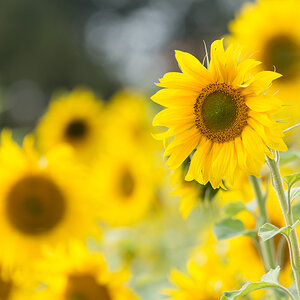 Sonnenblumen-3.jpg