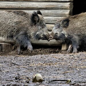 Tiergehege UE 3.jpg