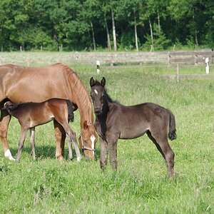 Trakehner auf der Weide.jpg