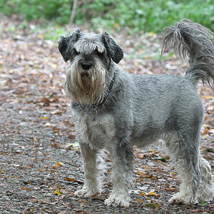 So ein Schnauzbart ist praktisch. Da passt viel rein - Lika