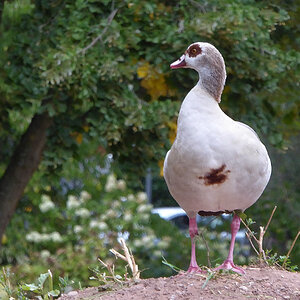 Rundpyramide (junge Nilgans in Bad Hersfeld)