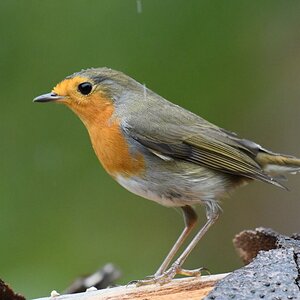 comp_DSC_2770.jpg
