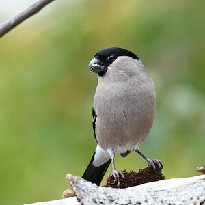 comp_DSC_2693.jpg