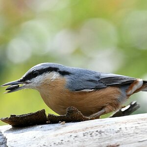 comp_DSC_2718.jpg