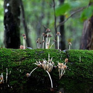 Pilze 4.jpg