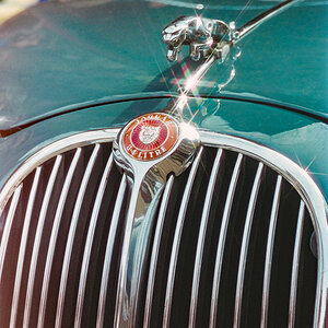Jaguar mit Sternchen