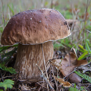 Steinpilz Lüder 2.jpg