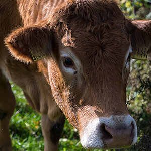 Kuhportrait
