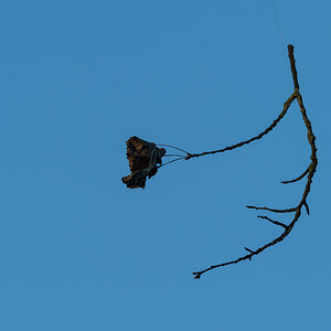 Fliegender Ast