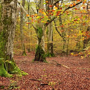 Eisenbachhain-2019_23986 (4).jpg