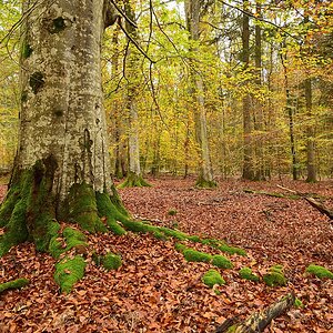 Eisenbachhain-2019_23986 (7).jpg