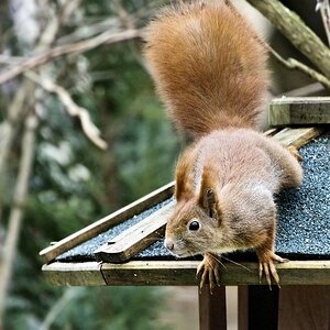 Nicht die Katze auf dem heißen Blechdach sondern das Hörnchen auf dem Vogelhaus.jpg