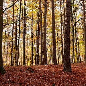 Am Betzenberg-2019_23975 (1).jpg