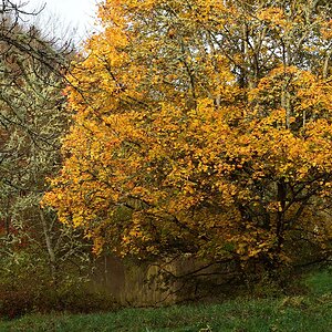 Ochsenweiher- (1).jpg