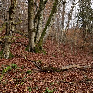 Schonwald Diebsteig-2019_24376 (1).jpg