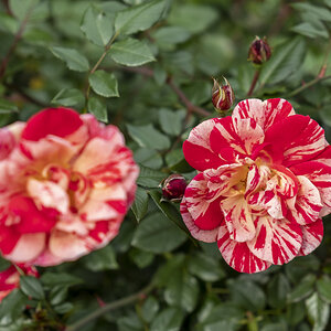 Rose Testgarten Portland.jpg