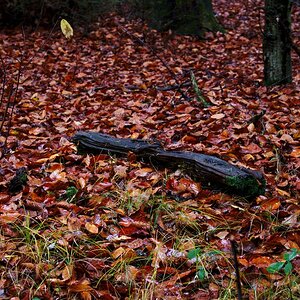 Regentag im Wald