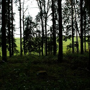 Out of the Forest