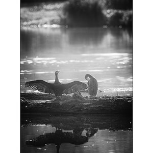 FlachDSC_2908.jpg