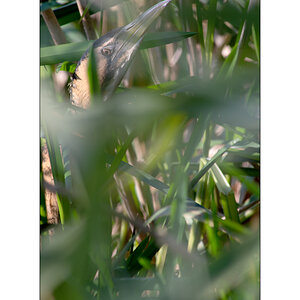 FlachDSC_2943.jpg
