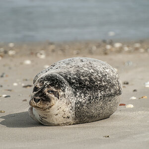Robbe Helgoland.jpg