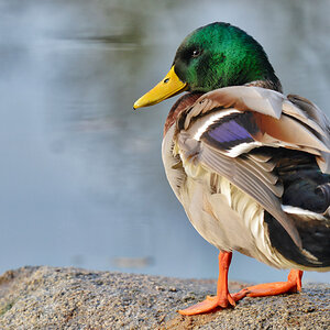stock_ente.jpg