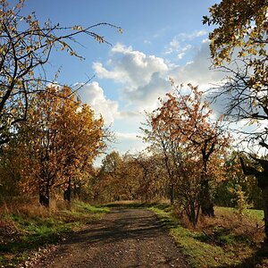 Kirschallee im Herbst