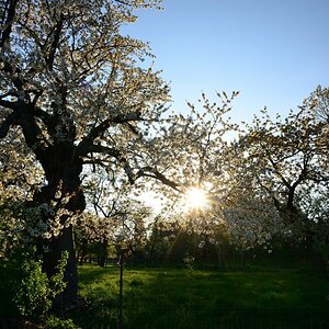 Kirschblüte bei Dresden