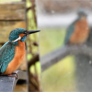 comp_DSC_6516_.jpg