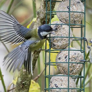 Vogelfütterung_1 Nov_2019 DSC_4352.jpg