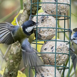 Vogelfütterung_3 Nov_2019 DSC_4354.jpg