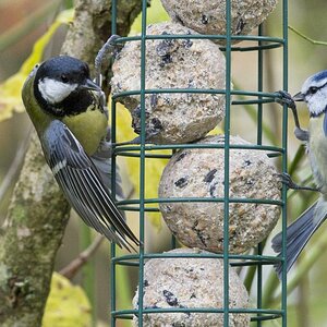 Vogelfütterung_5 Nov_2019 DSC_4361.jpg