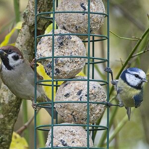 Vogelfütterung_6 Nov_2019 DSC_4392.jpg
