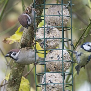 Vogelfütterung_8 Nov_2019 DSC_4399.jpg