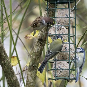Vogelfütterung_10 Nov_2019 DSC_4441.jpg