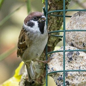 Vogelfütterung_12 Nov_2019 DSC_4476.jpg