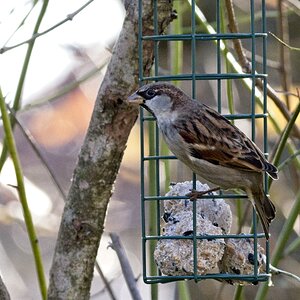 Vogelfütterung_17 Nov_2019 DSC_4778.jpg