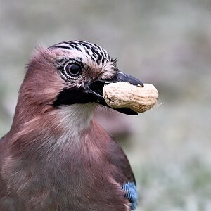 AK3_1275