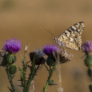 _D507186.jpg