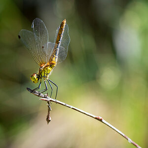 _DSC3375nf.jpg