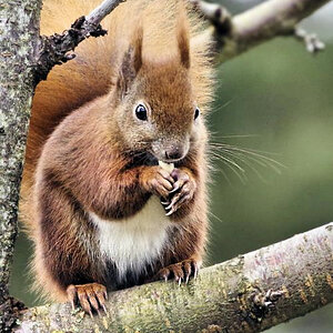 Naschhörnchen.jpg