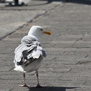 DSC_3045.JPG