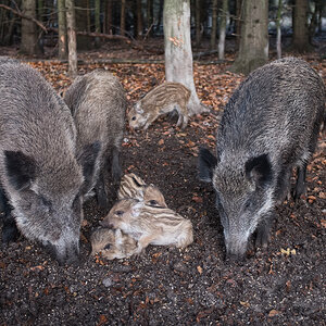 Bargteheide.jpg