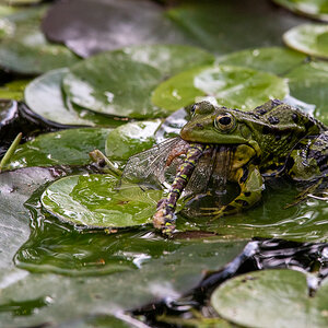 Teichfrosch.jpg