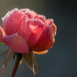 rose_1200.jpg