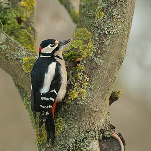 Buntspecht_DSC_9648.jpg
