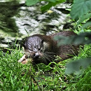 Otter in Hankensbuettel 4.jpg