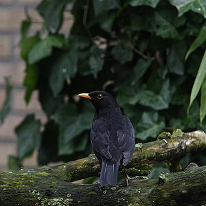 _3006583_Dxo_xl.jpg