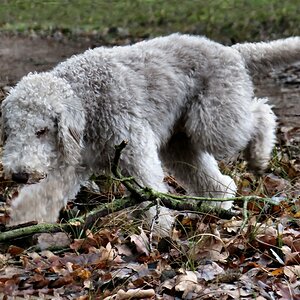 Mein kleiner Stöberhund.jpg