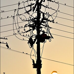 comp_birds2.jpg